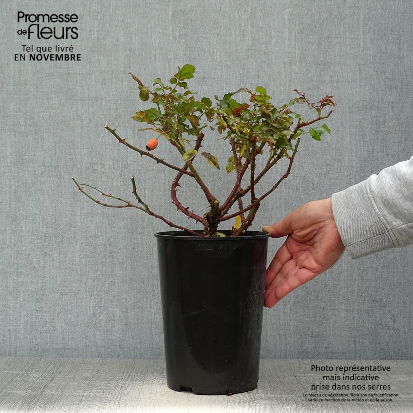 Ejemplar de Rosal Rosalrium Uetersen - Rosal trepador Maceta 4L/5L entregado en otoño