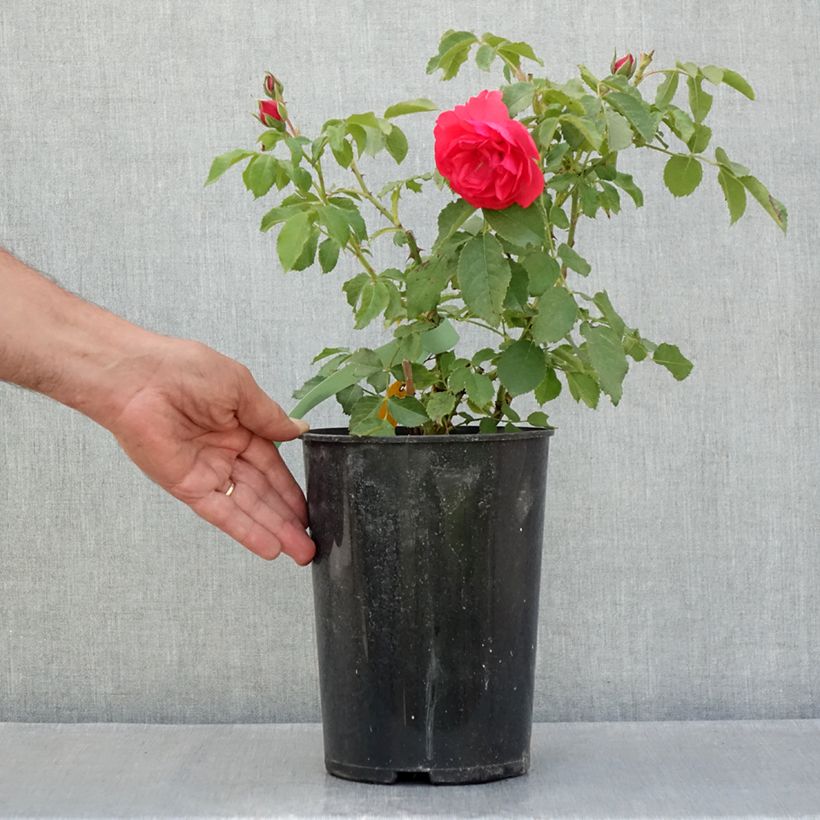 Ejemplar de Rosal Rosalrium Uetersen - Rosal trepador Maceta 4L/5L entregado en verano