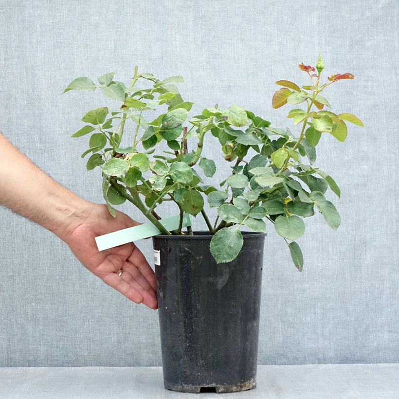 Ejemplar de Rosal Schneewalzer - Rosal trepador Maceta 4L/5L entregado en verano