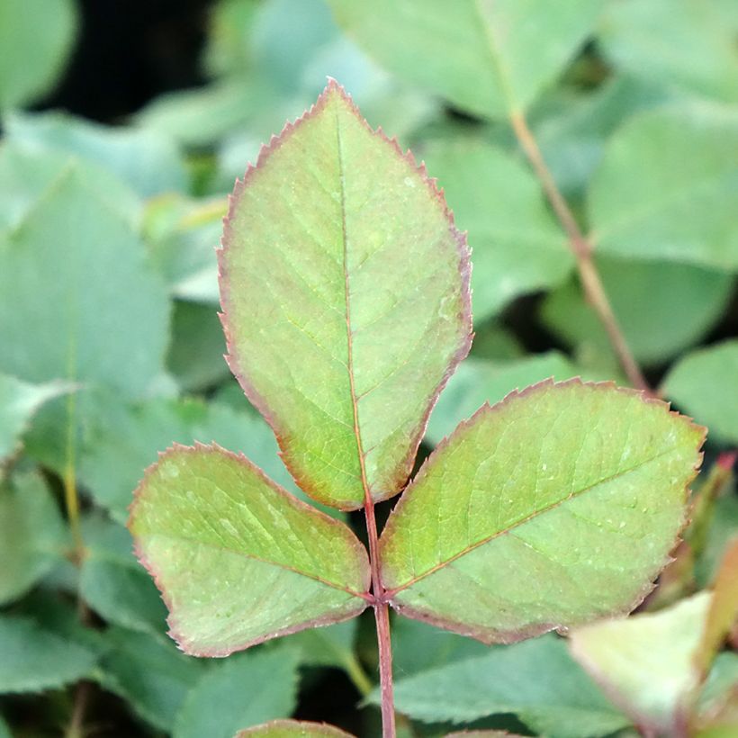 Rosal Shining Beauty - Rosal trepador (Follaje)