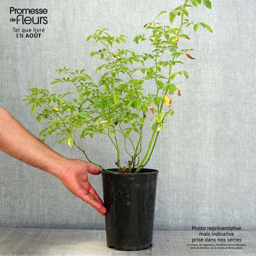 Ejemplar de Rosal Siluetta Sunny - Rosal trepador Maceta 4L/5L entregado en verano