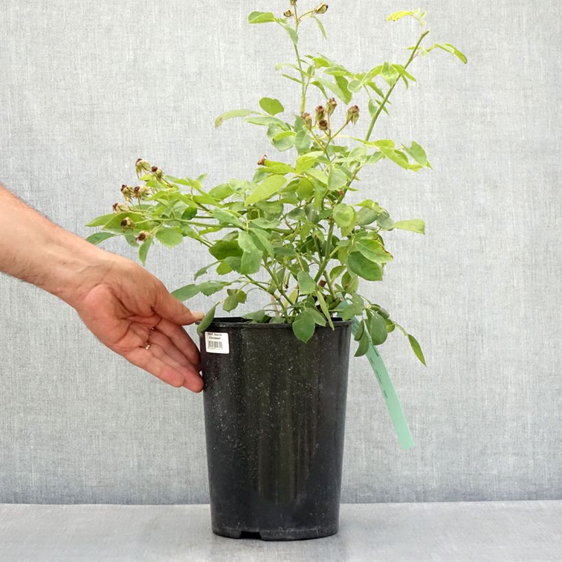 Ejemplar de Rosal Sourire d'Orchidée - Rosal trepador Maceta 4L/5L entregado en verano