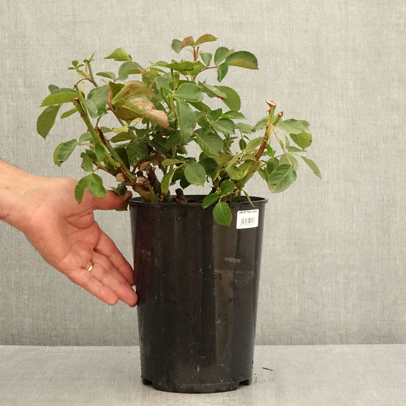 Ejemplar de Rosal That's Jazz - Rosal trepador Maceta 4L/5L entregado en verano