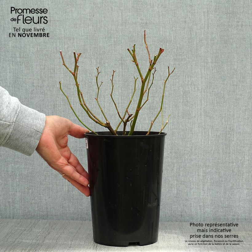 Ejemplar de Rosal Veilchenblau - Rosal trepador Maceta 4L/5L entregado en otoño