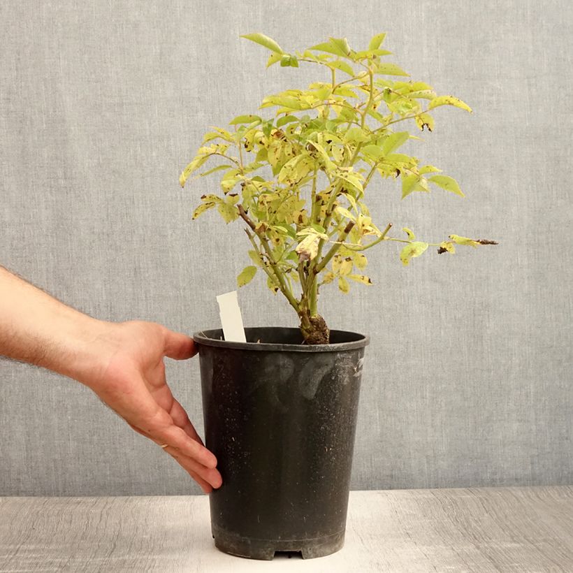 Ejemplar de Rosal Veilchenblau - Rosal trepador Maceta 4L/5L entregado en verano
