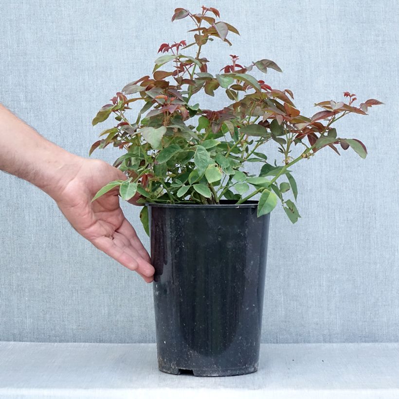 Ejemplar de Rosal Zéphirine Drouhin - Rosal trepador Maceta 4L/5L entregado en verano