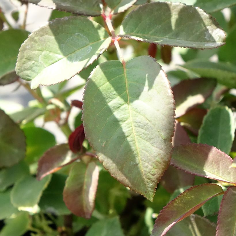Rosal Zéphirine Drouhin - Rosal trepador (Follaje)