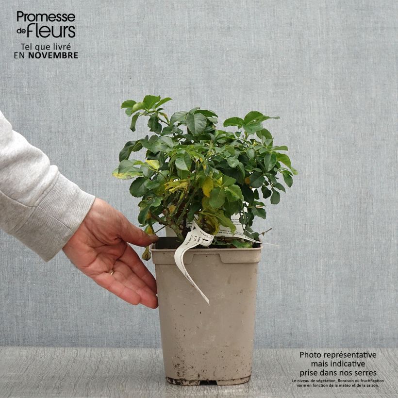 Ejemplar de Rosal Jardin des Tuileries - Rosal de flores agrupadas Maceta 3L/4L entregado en otoño