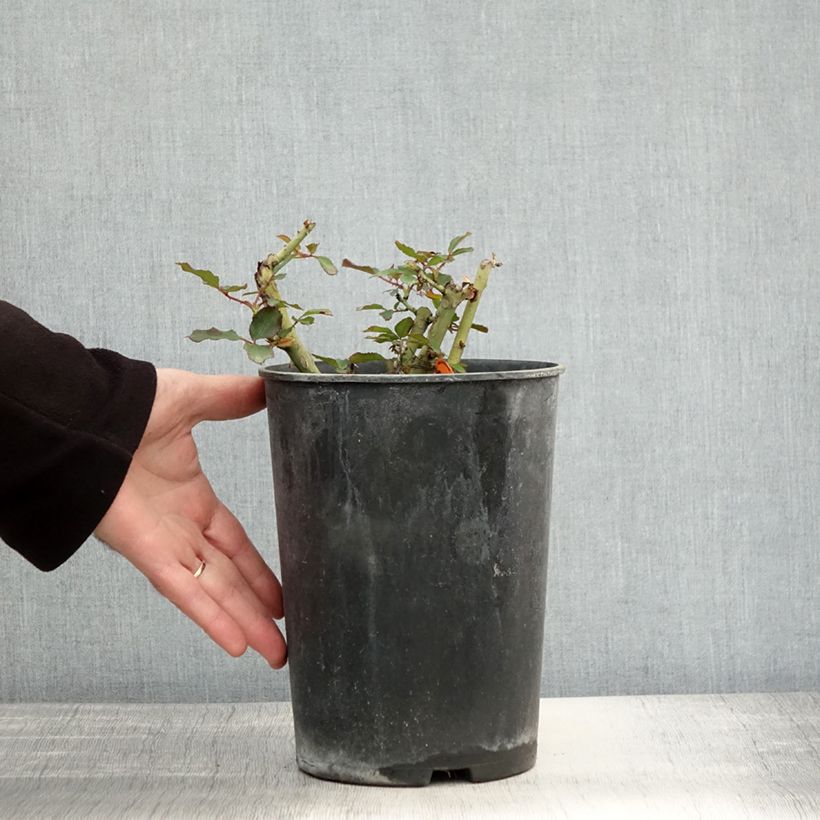 Ejemplar de Rosal Jubilé du Prince de Monaco - Rosal arbustivo Maceta 4L/5L entregado en otoño