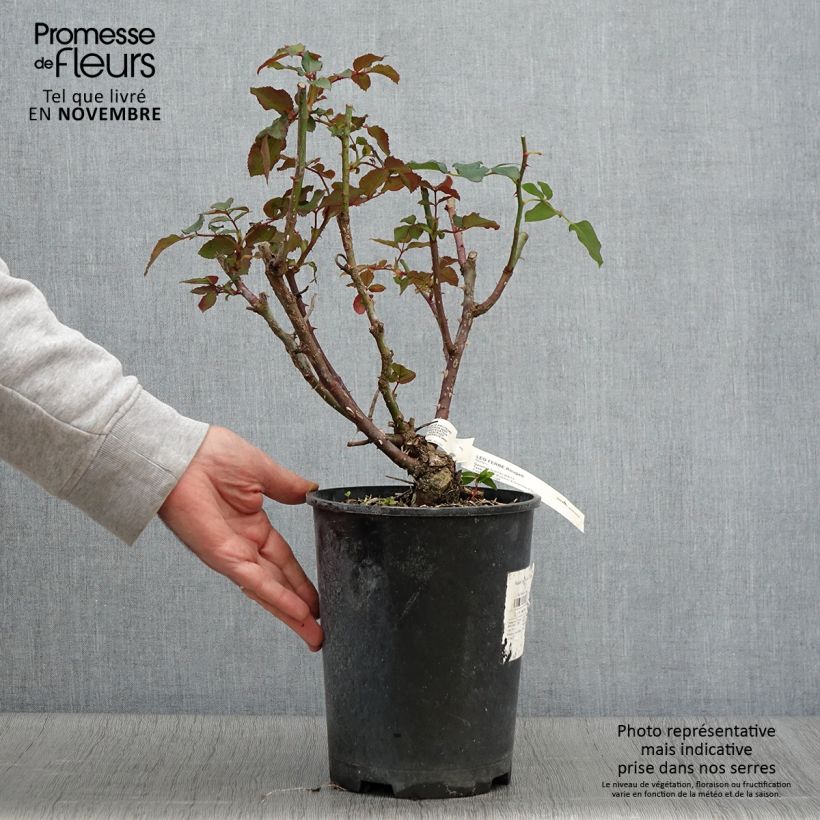 Ejemplar de Rosal Rosier Leo Ferré - Rosal arbustivo Maceta 4L/5L entregado en otoño