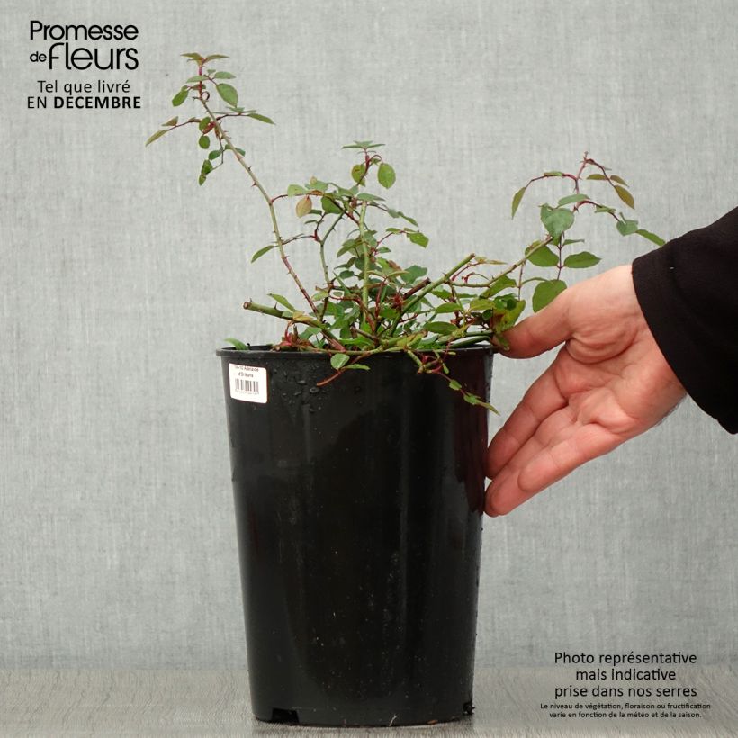 Ejemplar de Rosal Adélaïde d’Orléans - Rosal liana Maceta 4L/5L entregado en otoño