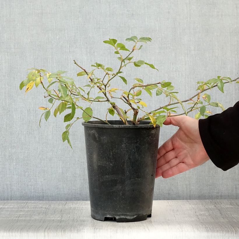 Ejemplar de Rosal Albéric Barbier - Rosal liana Maceta 4L/5L entregado en otoño