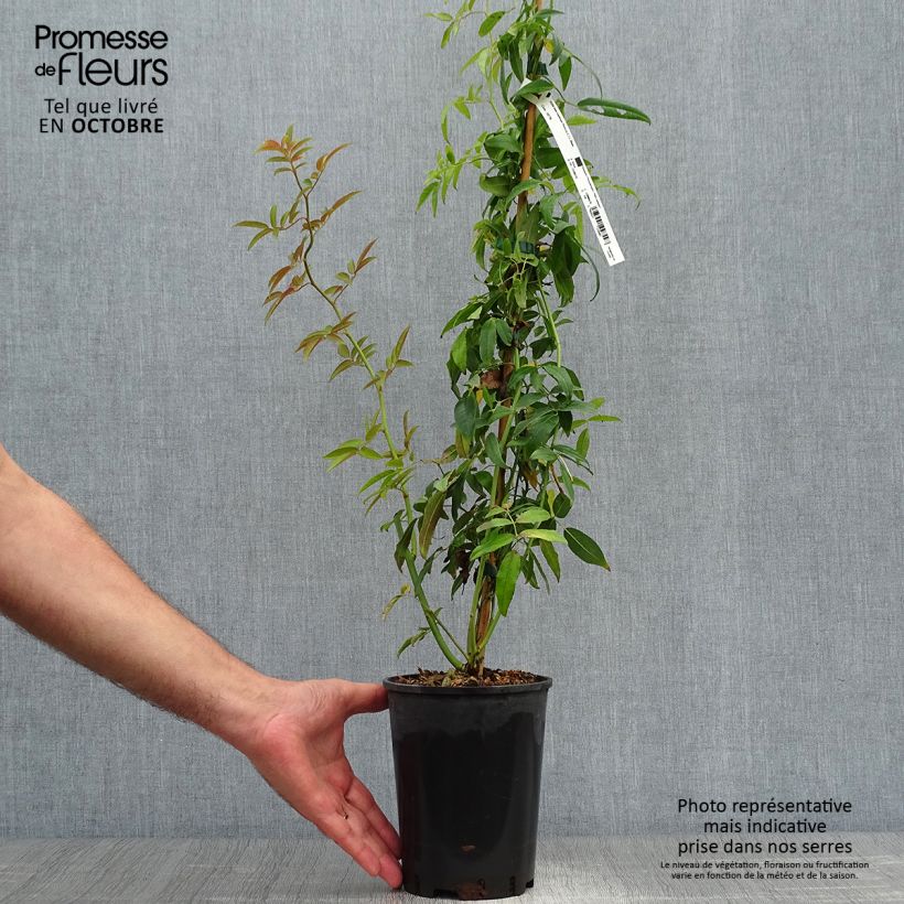 Ejemplar de Rosal banksiae Purezza - Rosal de Banksia Maceta 2L/3L entregado en otoño