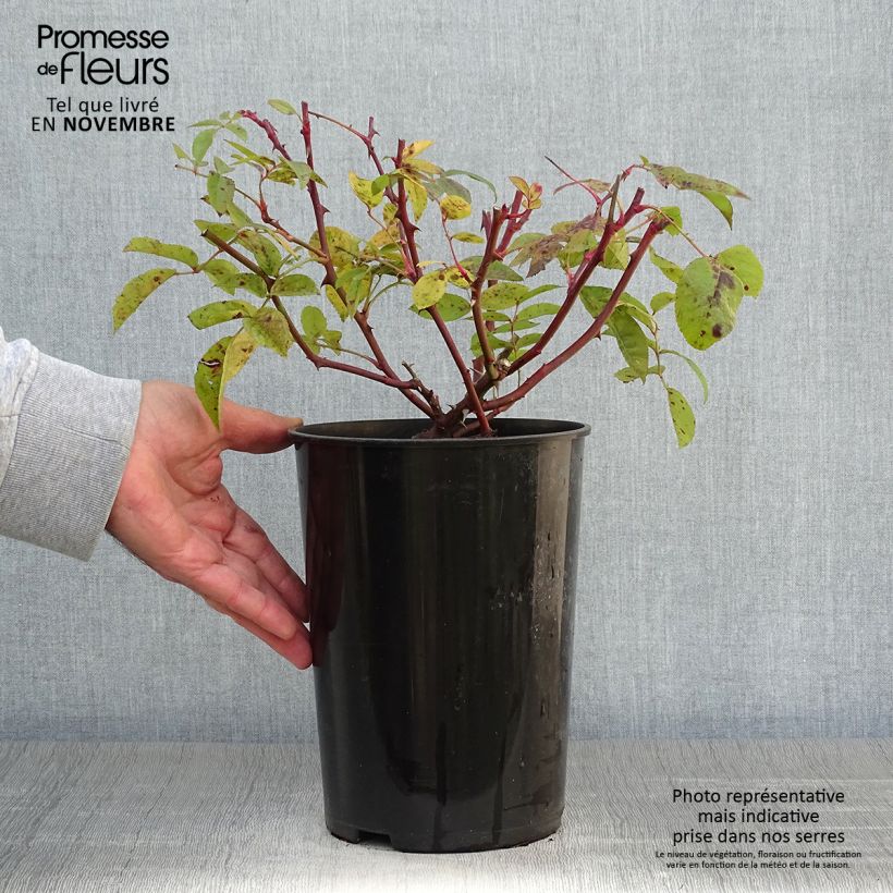 Ejemplar de Rosal Bobbie James - Rosal liana Maceta 4L/5L entregado en otoño