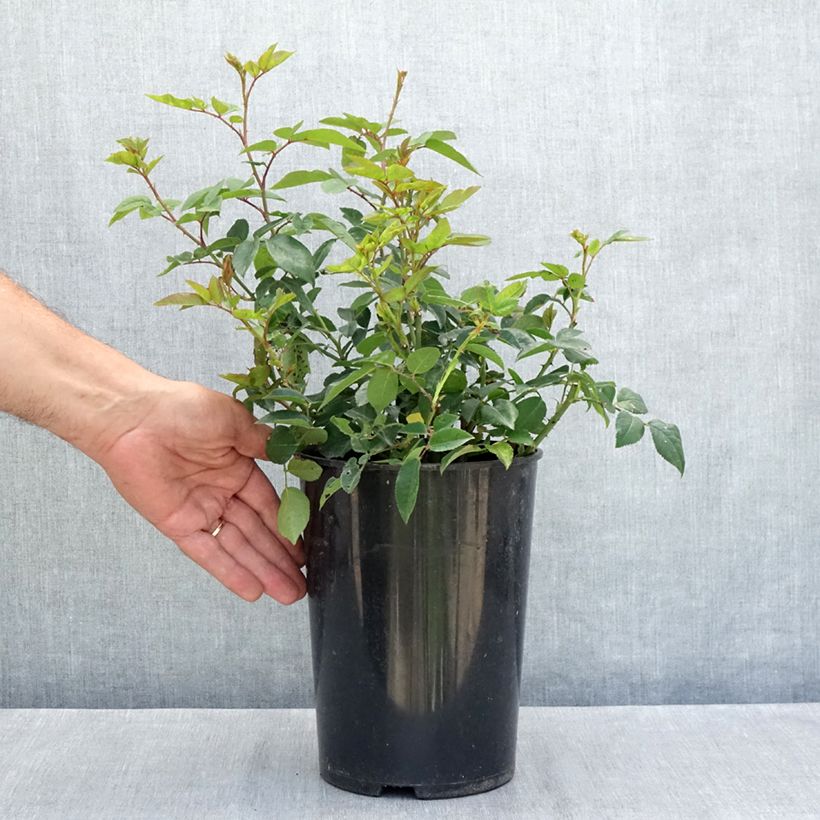 Ejemplar de Rosal Felicité et Perpétue - Rosal liana Maceta 4L/5L entregado en verano