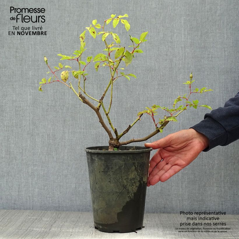 Ejemplar de Rosal filipes Kiftsgate - Rosal liana Maceta 4L/5L entregado en otoño