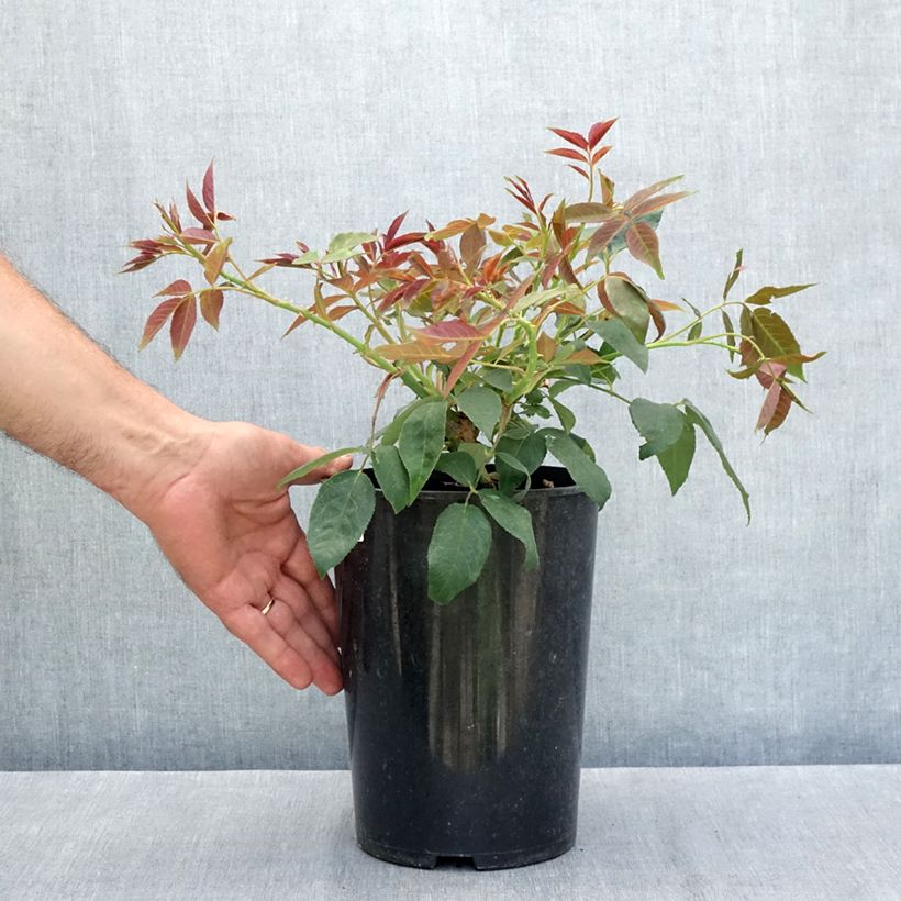 Ejemplar de Rosal filipes Kiftsgate - Rosal liana Maceta 4L/5L entregado en verano