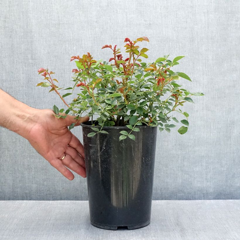 Ejemplar de Rosal François Juranville - Rosal trepador Maceta 4L/5L entregado en verano