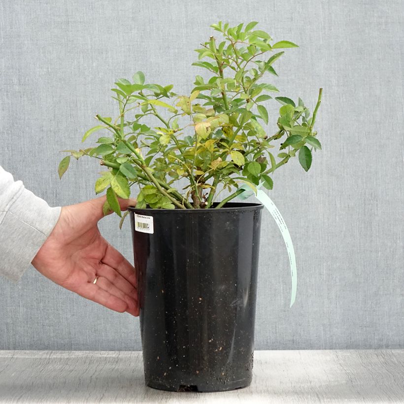 Ejemplar de Rosal Maria Lisa - Rosal liana Maceta 4L/5L entregado en otoño