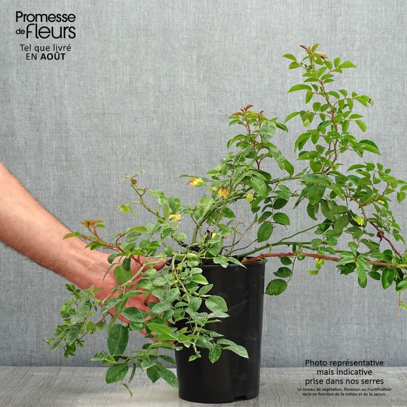 Ejemplar de Rosal Paul Noel - Rosal liana Maceta 4L/5L entregado en verano