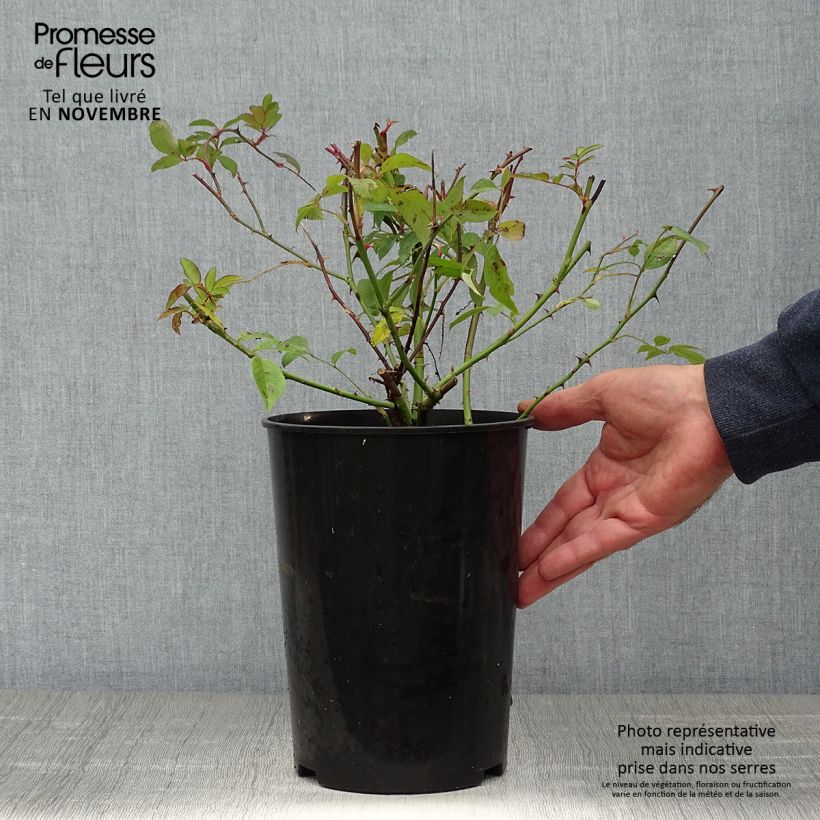 Ejemplar de Rosal Paul's Himalayan Musk - Rosal liana Maceta 4L/5L entregado en otoño