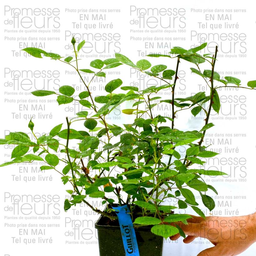 Ejemplo de ejemplar de Rosal GeneRosa Marc-Antoine Charpentier Maceta 4L/5L tal y como se entrega