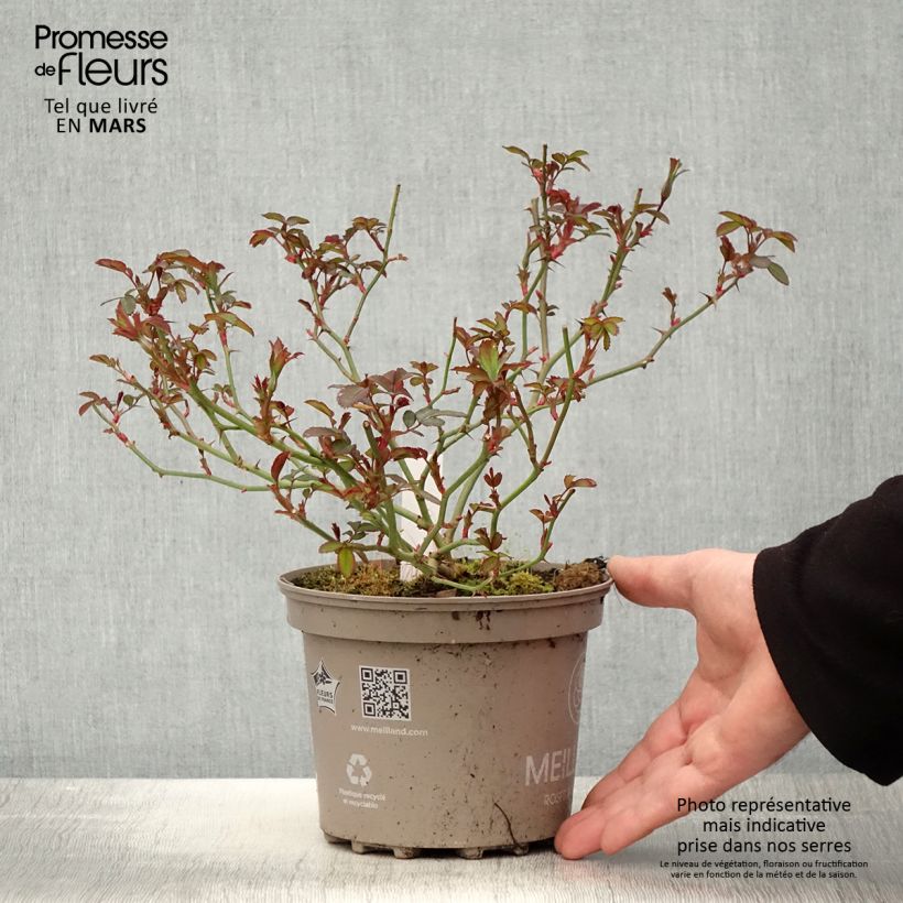 Rosal Meillandecor Pink Chantilly Meilevire Maceta 2L/3L Ejemplar entregado en la primavera