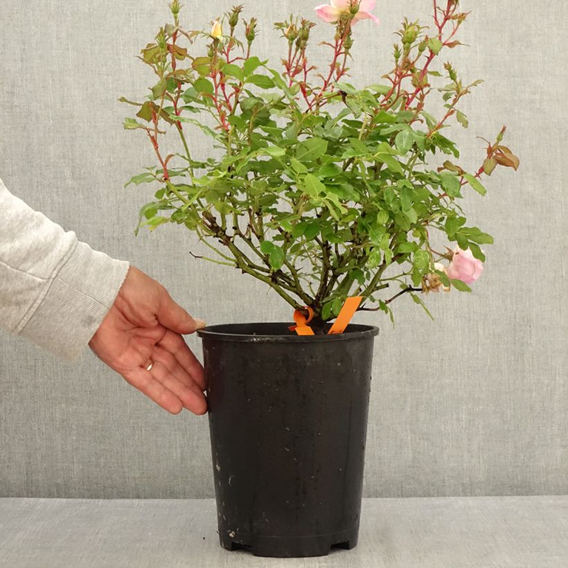 Ejemplar de Rosal Meillandecor Pink Chantilly Meilevire Maceta 4L/5L entregado en verano
