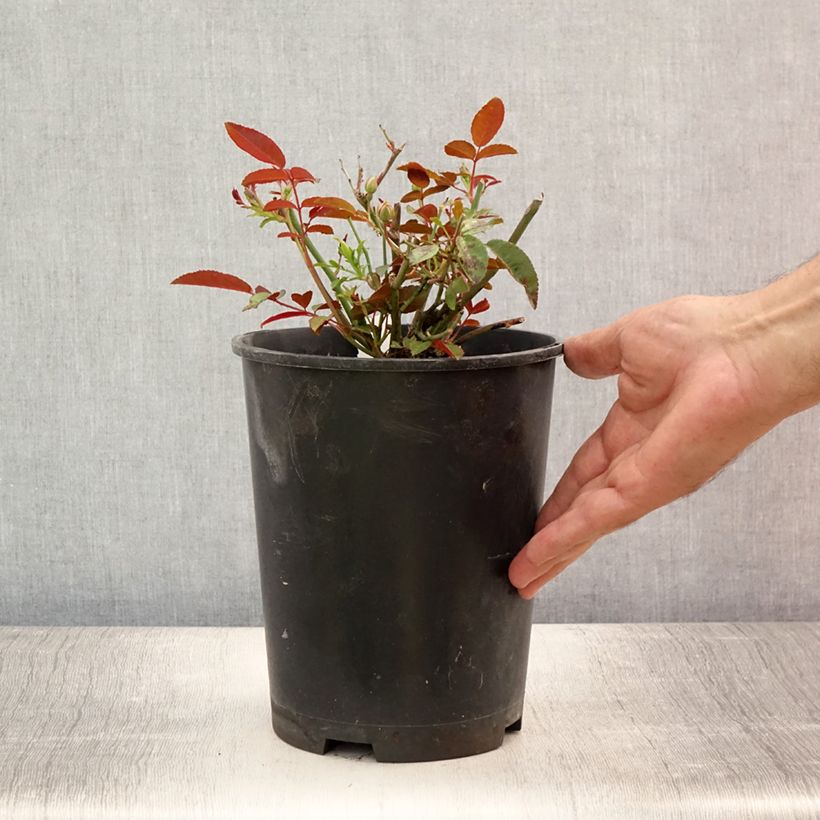 Ejemplar de Rosal Orange Morsdag - Rosal enano Maceta 3L/4L entregado en verano