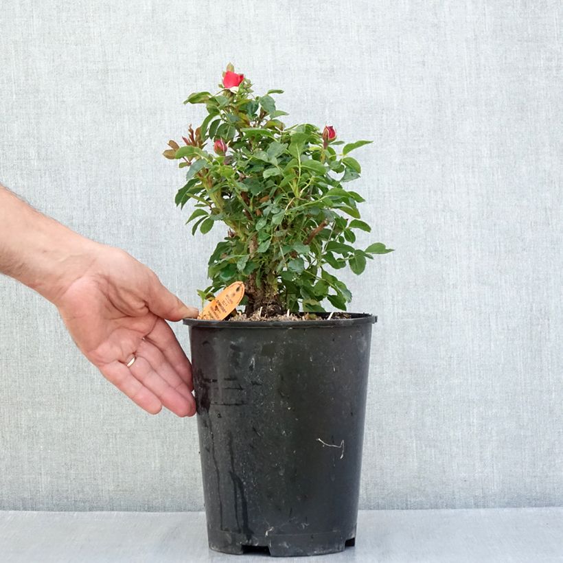 Ejemplar de Rosal Tilt Symphonie - Rosal enano Maceta 4L/5L entregado en verano