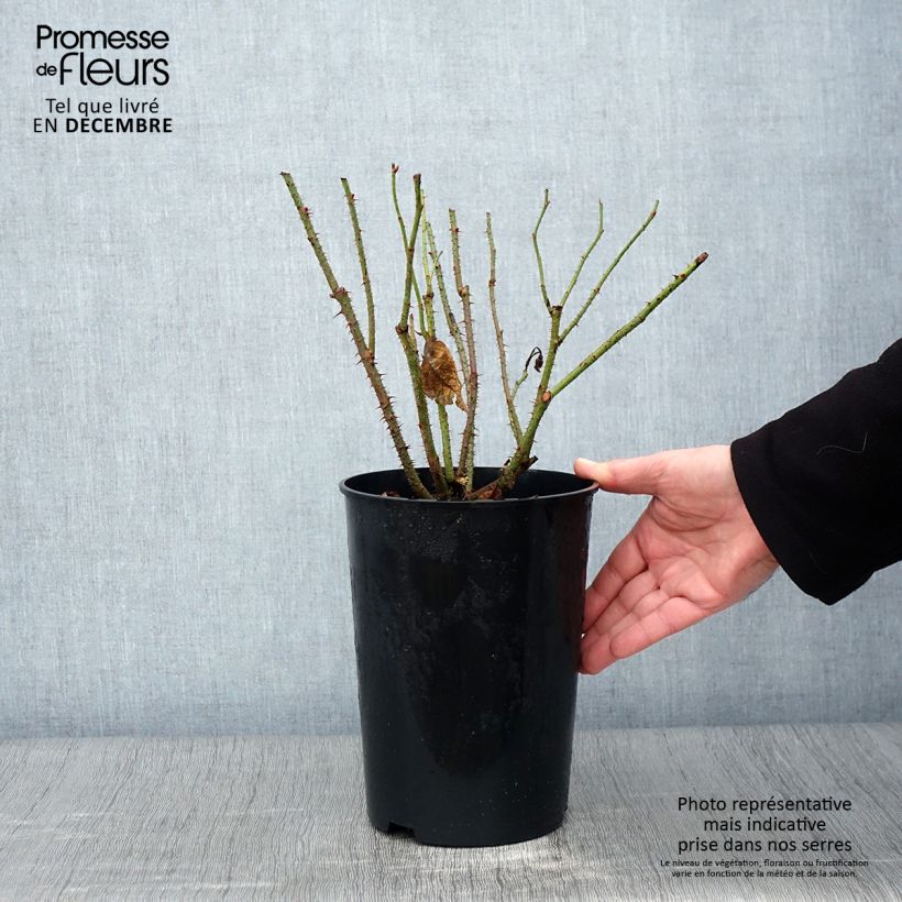 Ejemplar de Rosal Portland Mme Boll Maceta 4L/5L entregado en otoño