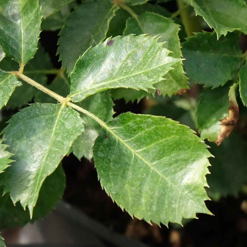 Rosal persica Aria Babylon Eyes - Rosal tapizante (Follaje)