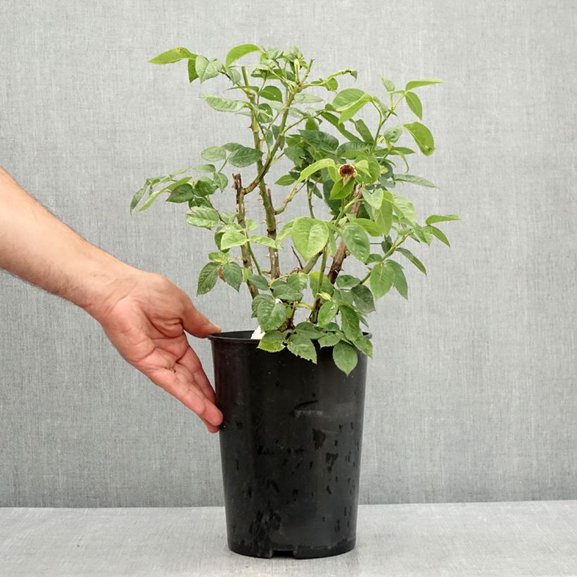Ejemplar de Rosal Bordure d'Or - Rosal tapizante Maceta 2L/3L entregado en verano