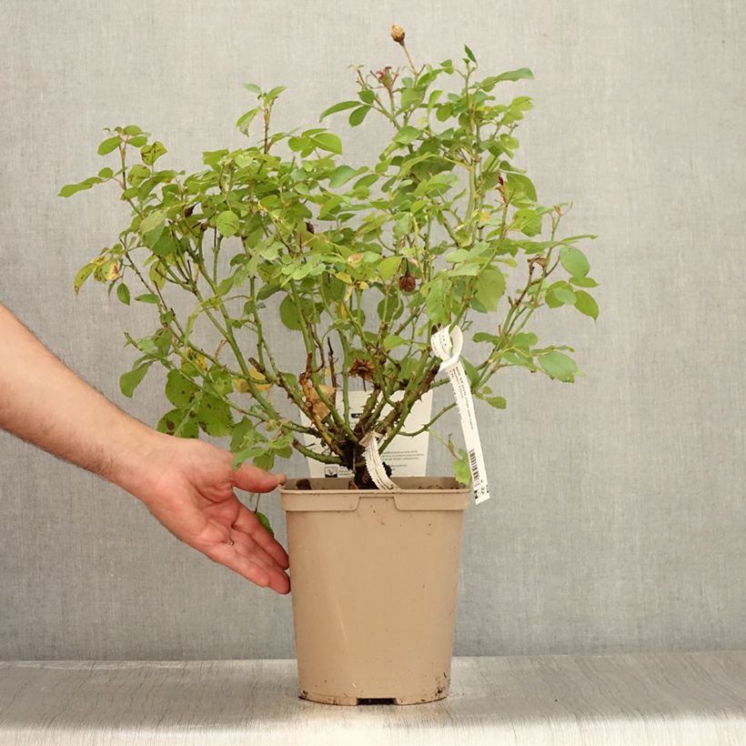 Ejemplar de Rosal Bordure Nacrée - Rosal tapizante Maceta 2L/3L entregado en verano