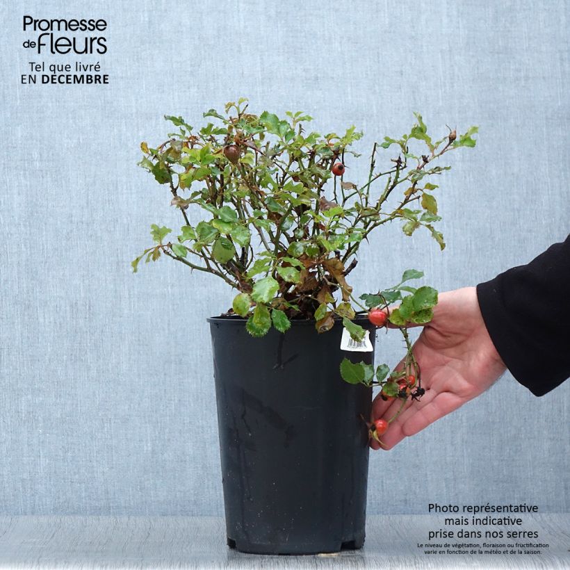 Ejemplar de Rosal persica Cream Babylon Eyes - Rosal tapizante Maceta 4L/5L entregado en otoño