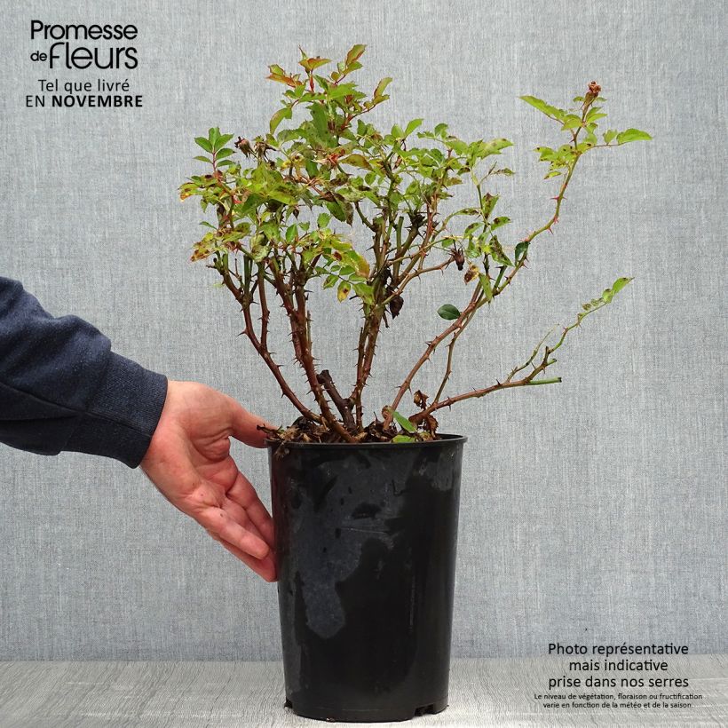 Ejemplar de Rosal persica Fancy Babylon Eyes - Rosal tapizante Maceta 4L/5L entregado en otoño