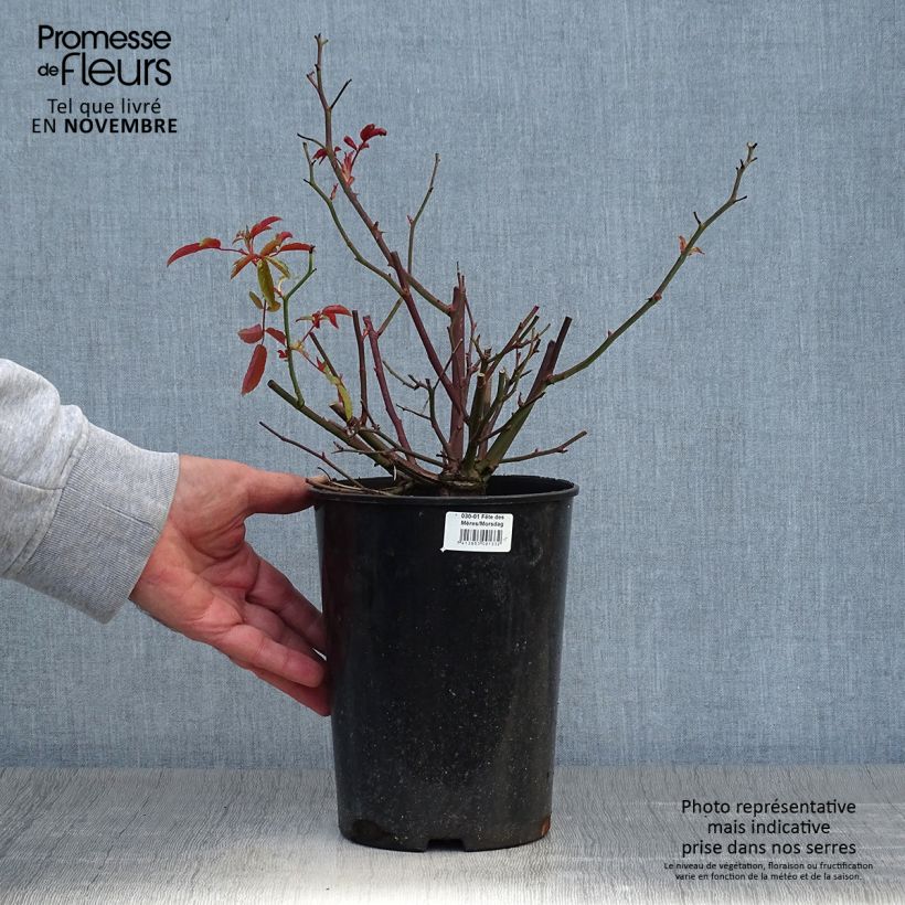Ejemplar de Rosal Rood Moorsdag - Rosal tapizante Maceta 3L/4L entregado en otoño