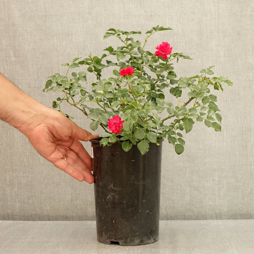 Ejemplar de Rosal Rood Moorsdag - Rosal tapizante Maceta 3L/4L entregado en verano