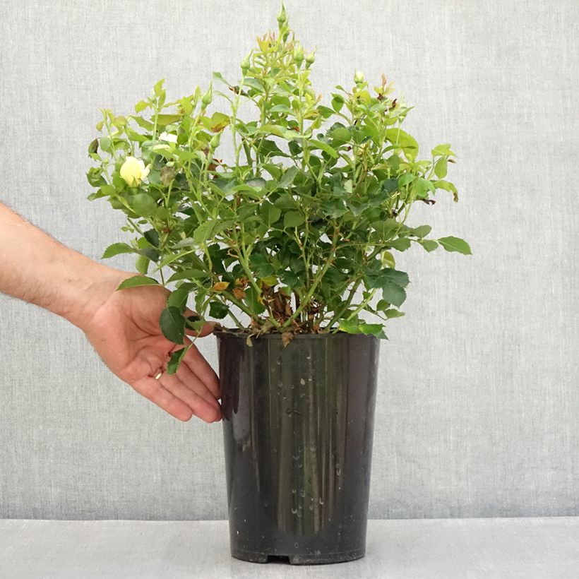 Ejemplar de Rosal persica Glorious Babylon Eyes - Rosal tapizante Maceta 4L/5L entregado en verano