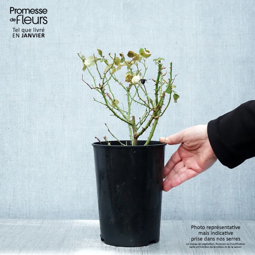 Rosal persica Glorious Babylon Eyes - Rosal tapizante Maceta 4L/5L Ejemplar entregado en invierno