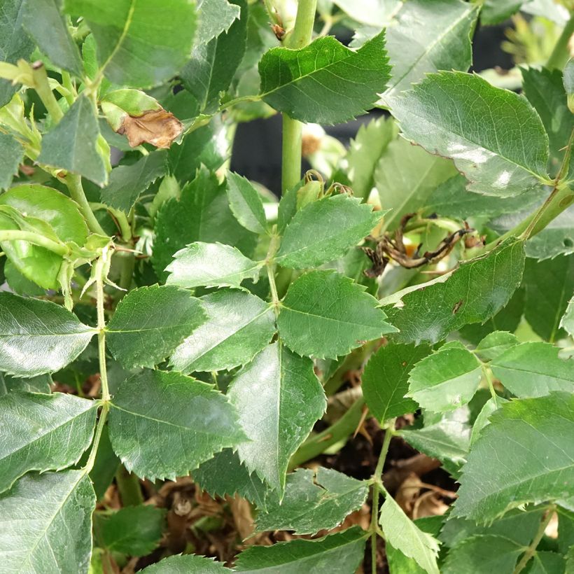 Rosal persica Glorious Babylon Eyes - Rosal tapizante (Follaje)
