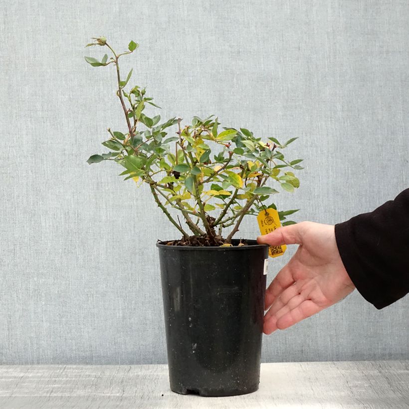 Ejemplar de Rosal Lilliputs Little Sunset - Rosal tapizante Maceta 3L/4L entregado en otoño