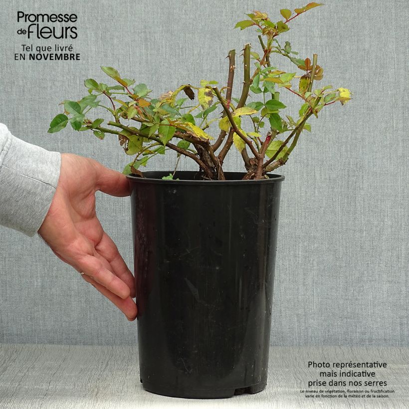 Ejemplar de Rosal persica Maestro Babylon Eyes - Rosal tapizante Maceta 4L/5L entregado en otoño