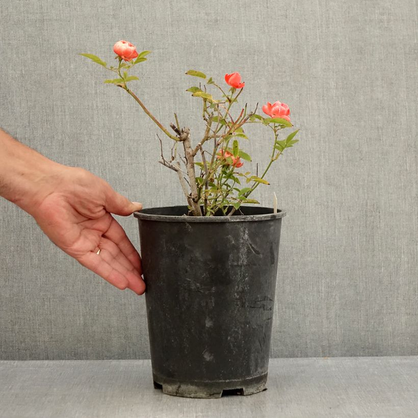 Ejemplar de Rosal Koster Orange - Rosal tapizante Maceta 3L/4L entregado en verano