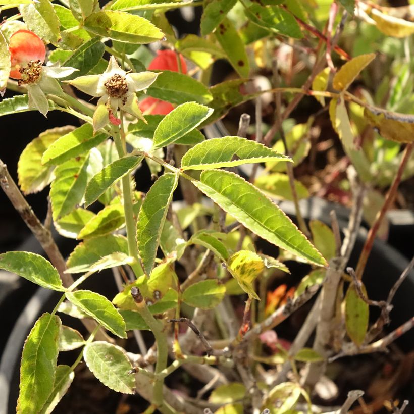 Rosal Koster Orange - Rosal tapizante (Follaje)