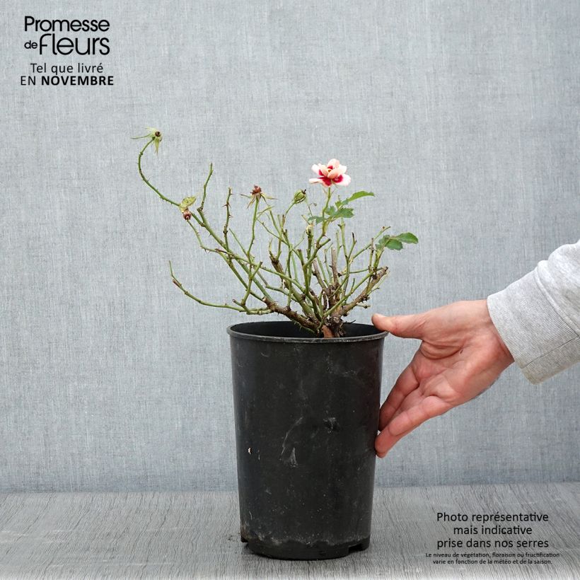 Ejemplar de Rosal persica Queen Babylon Eyes - Rosal tapizante Maceta 4L/5L entregado en otoño