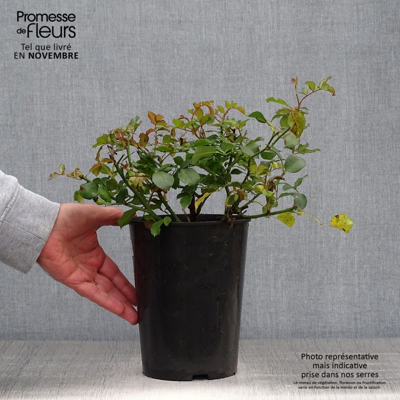 Ejemplar de Rosal Schneeküsschen - Rosal tapizante Maceta 2L/3L entregado en otoño