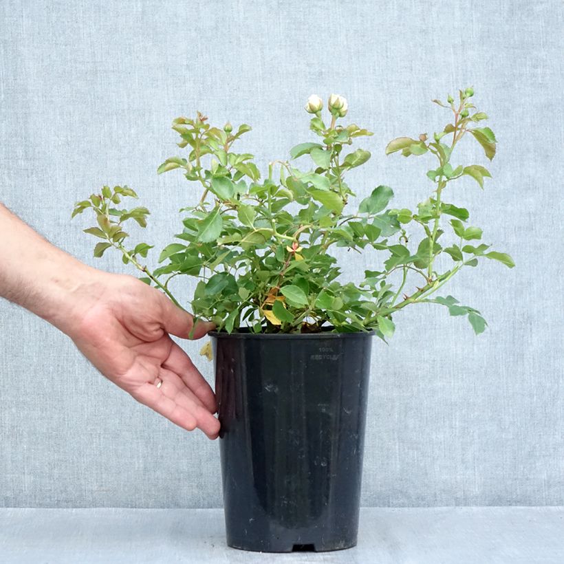 Ejemplar de Rosal Schneeküsschen - Rosal tapizante Maceta 2L/3L entregado en verano
