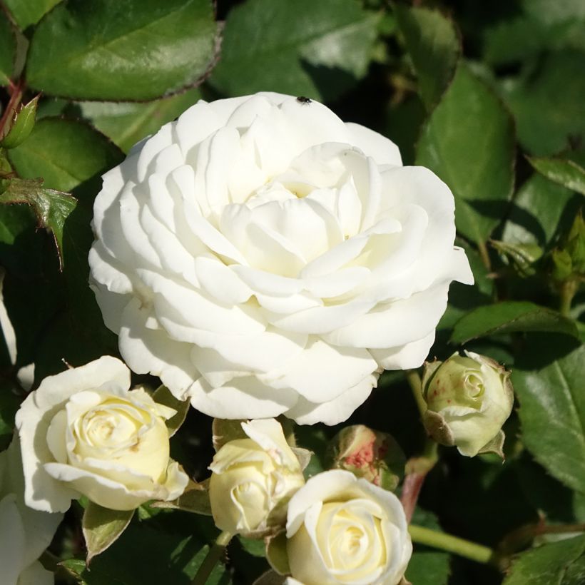 Rosal Schneeküsschen - Rosal tapizante (Floración)