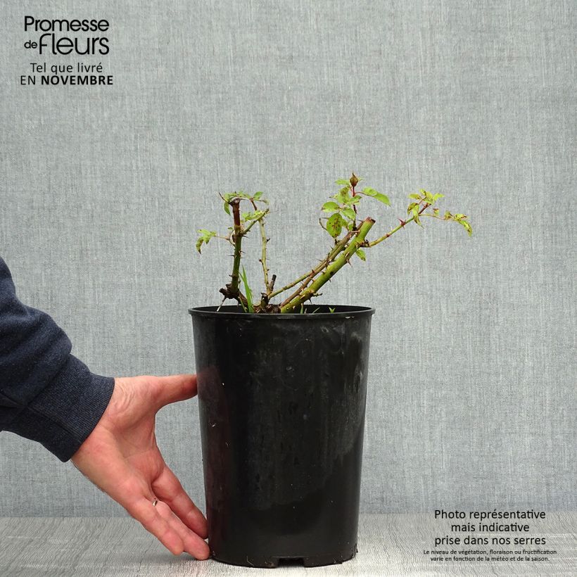 Ejemplar de Rosal persica Sunshine Babylon Eyes - Rosal tapizante Maceta 4L/5L entregado en otoño